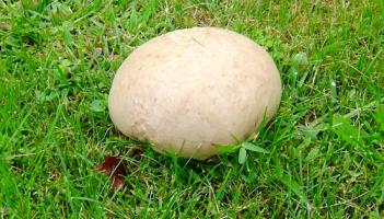 Trip Through Time: Gathering mushrooms in Dundalk