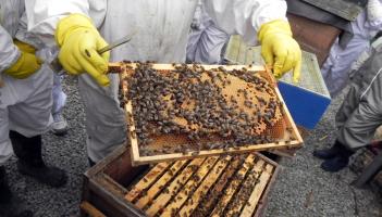 Talk set to shed light on the history of beekeeping in Louth