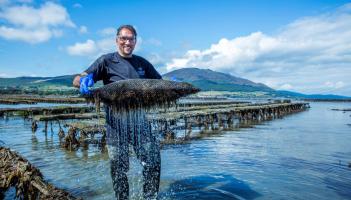 Carlingford Oyster Company nominated for SFA National Small Business Awards