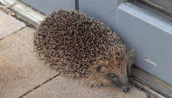Counting delayed in Dundalk due to a 'prickly' situation