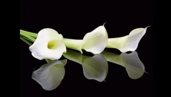 Deaths in Dundalk - Tuesday 24 March 2026