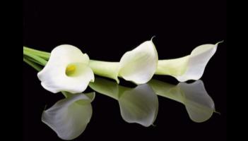 Deaths in Dundalk - Wednesday 4 February 2026