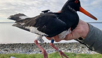 Dundalk Bay bird tagging initiative seeks community involvement