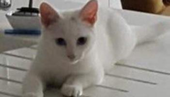 'Give her a lifeline': Cat in Louth animal rescue to be killed tomorrow if nobody adopts her