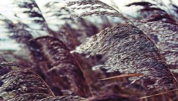 Louth Weather: Windy again with fresh to strong and gusty winds