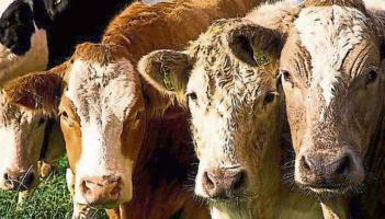 Louth TD calls for 'meaningful' dialogue to resolve Bord Bia dispute