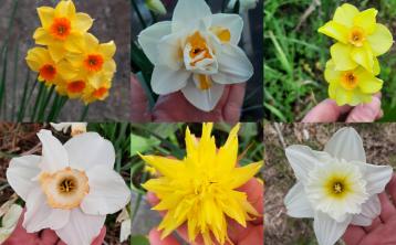 Spring has blossomed in Dundalk