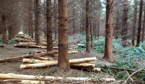 Forestry one to one clinic set to take place in Dundalk