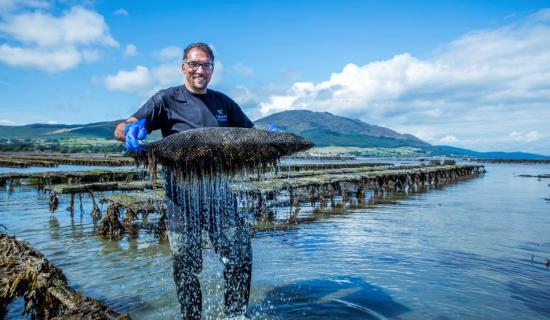 Carlingford Oyster Company nominated for SFA National Small Business Awards