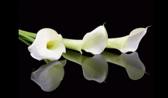 Deaths in Dundalk - Tuesday 17 February 2026