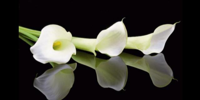 Deaths in Dundalk - Thursday 5 February 2026