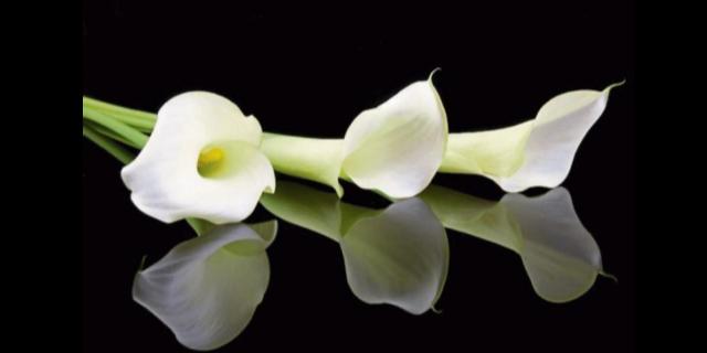 Deaths in Dundalk - Friday 13 March 2026