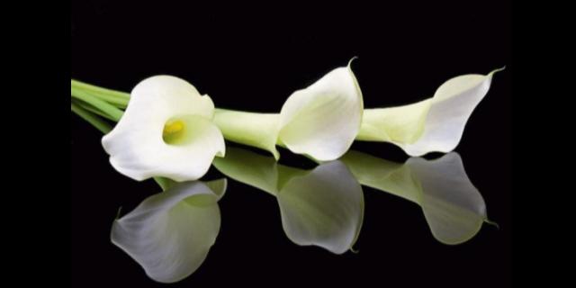 Deaths in Dundalk - Friday 20 February 2026