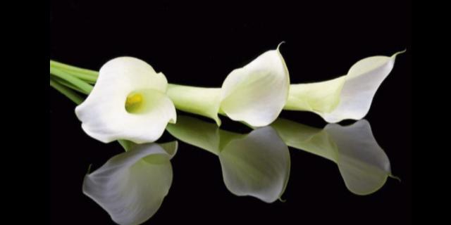 Deaths in Dundalk - Tuesday 17 February 2026