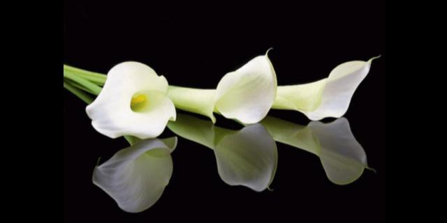 Deaths in Dundalk - Friday 20 March 2026