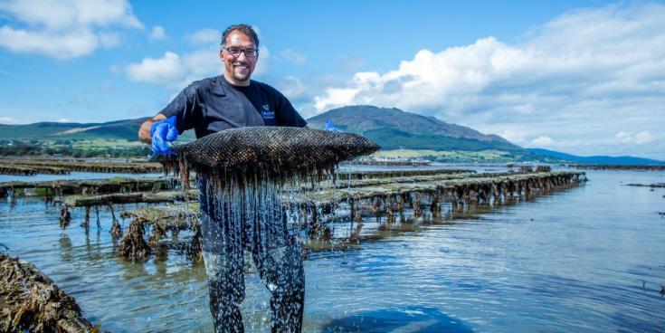 Carlingford Oyster Company nominated for SFA National Small Business Awards