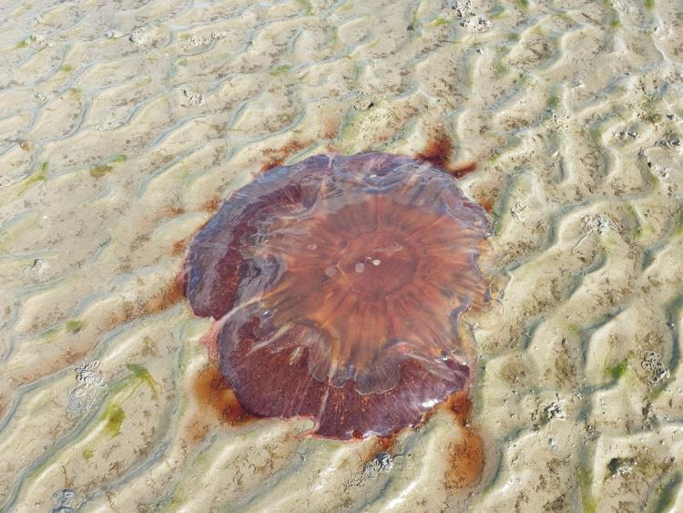 Dangerous Lion's Mane jellyfish washed up on Blackrock beach - Dundalk