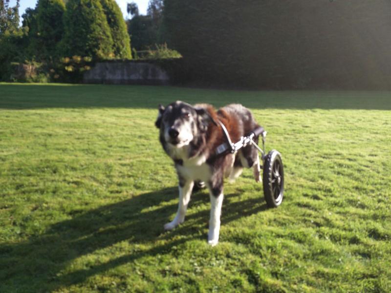 'Major' gets his much needed mobility wheels