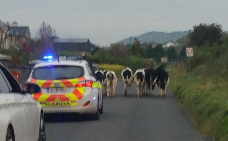 Gardaí find time to give a group of local cows an escort home
