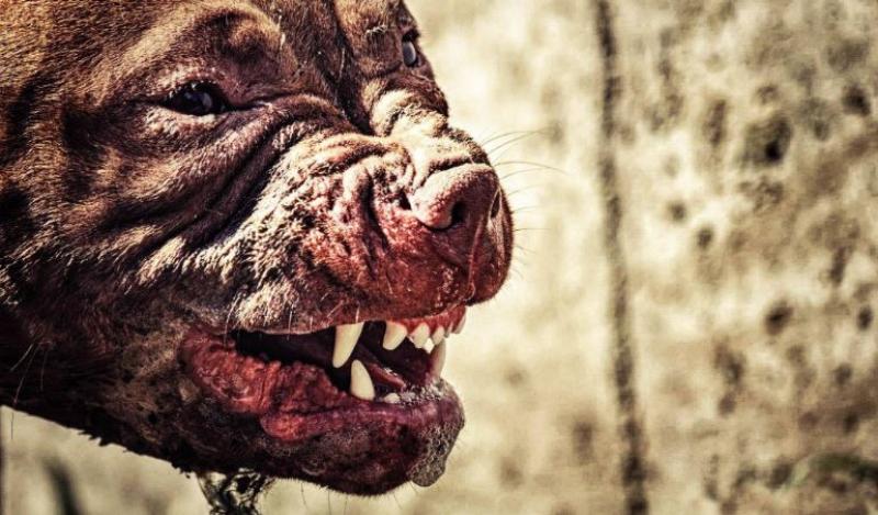 Muirhevnamor devil dog claims fresh victims