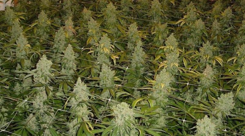 A Louth TD is pushing for cannabis to be legalised in certain situations