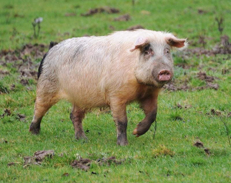 EXCLUSIVE: Marauding 20 stone pigs invade Hackballscross farm