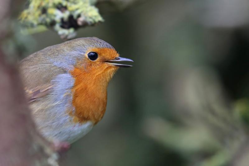 Louth-based wildlife photographer to give talk on exotic birds