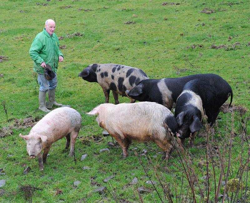 Giant pigs leave Hackballscross farm - but may be raiding shed at night