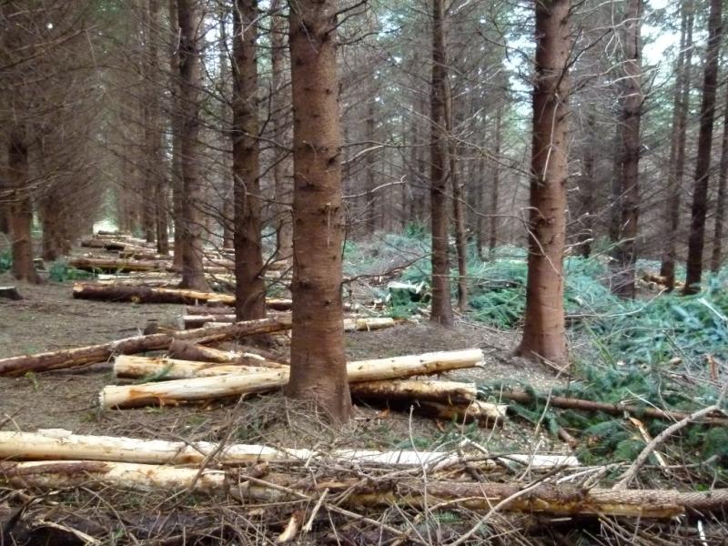Teagasc Forestry Advisory Clinic in Dundalk to focus on post storm support