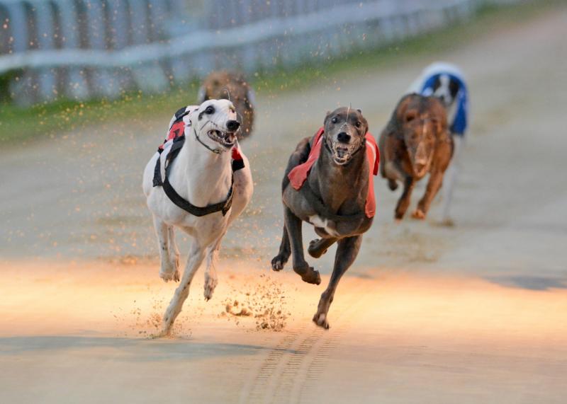 Clogherhead kennel owner Michael Kelly introduced some nice newcomers at Dundalk Stadium last night