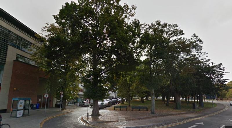 PHOTOS: This tree at the Demesne has been cut down