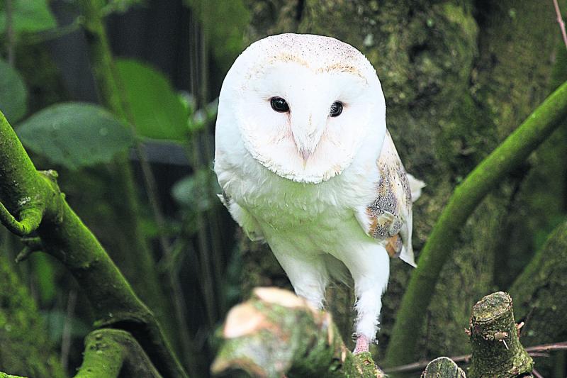 Over €110,000 in funding for biodiversity projects in Louth