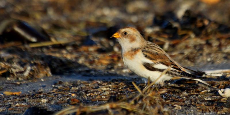 BIRDS: A rare talk given by a wildlife expert will take place tonight in Dundalk