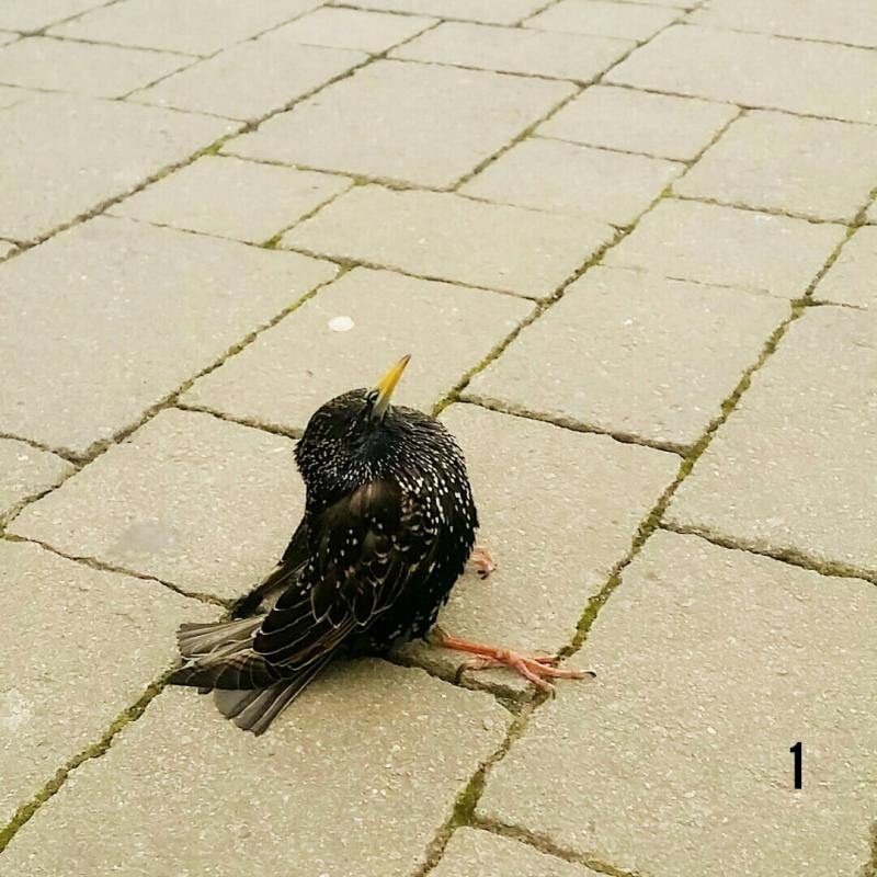 This injured bird on Earl Street needed help - what happened next will warm your heart 