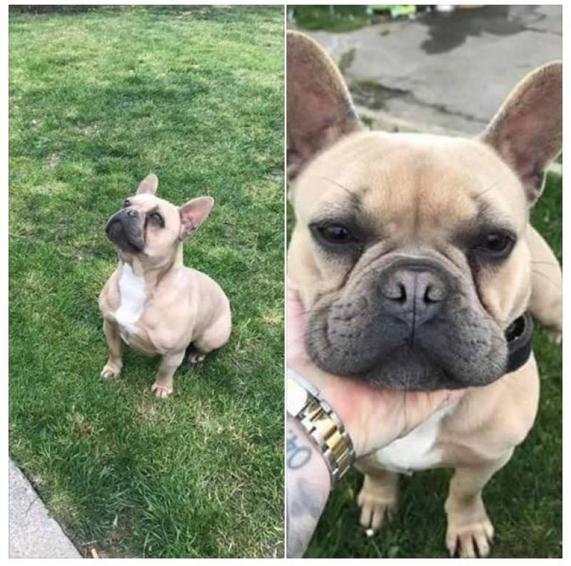 CRIME: Two dogs stolen in targeted break-in