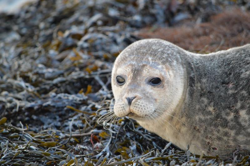 Would you like to help rescue orphaned or injured seals in Louth?