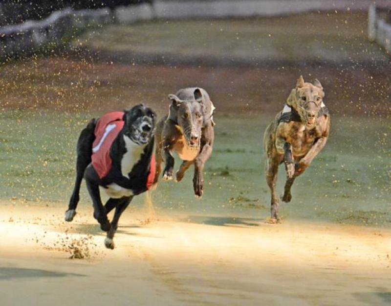 Local greyhound training ranks thinning, but the Donegal Dynamo provides plenty to get excited about, writes Joe Carroll