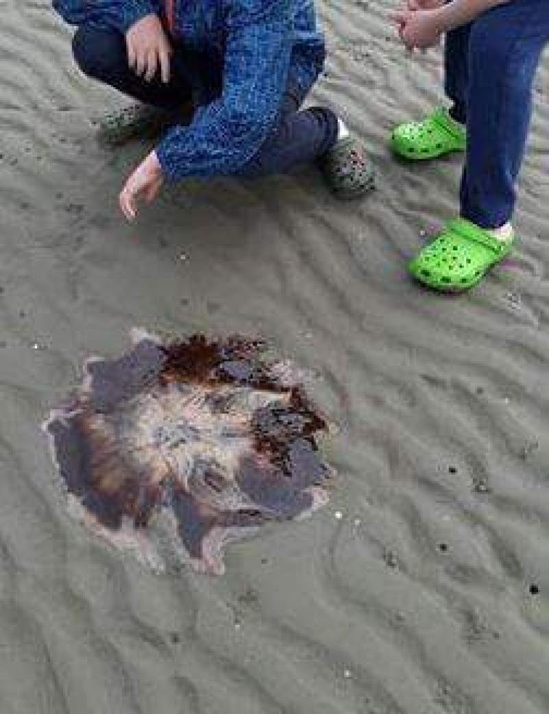 Dangerous Lion's Mane jellyfish washes up on Louth beach Louth Live