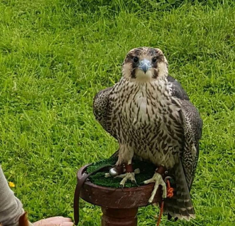 Garda&iacute; seeking information on unlawful killing of Peregrine falcons in Louth