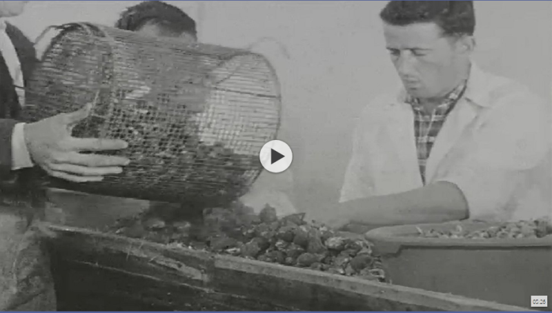 WATCH | RTÉ News report from Carlingford on this day in 1967