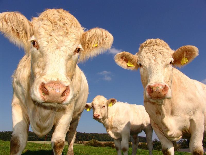 Louth IFA says cattle farmers facing financial ruin