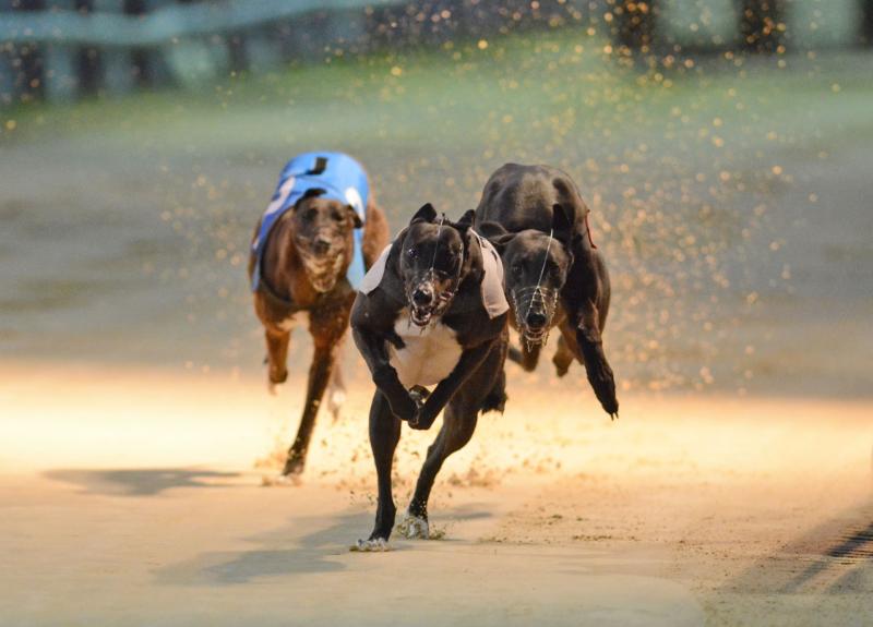 INSIDE TRACK | An enthusiast of the sport, Joe Carroll gives his take on the recent coverage of Irish greyhound racing