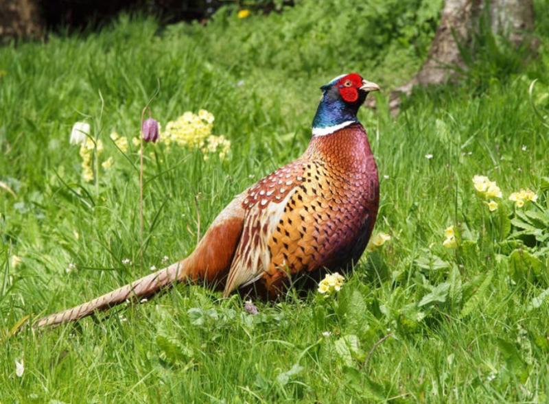 Calls for north Louth to be declared a game sanctuary