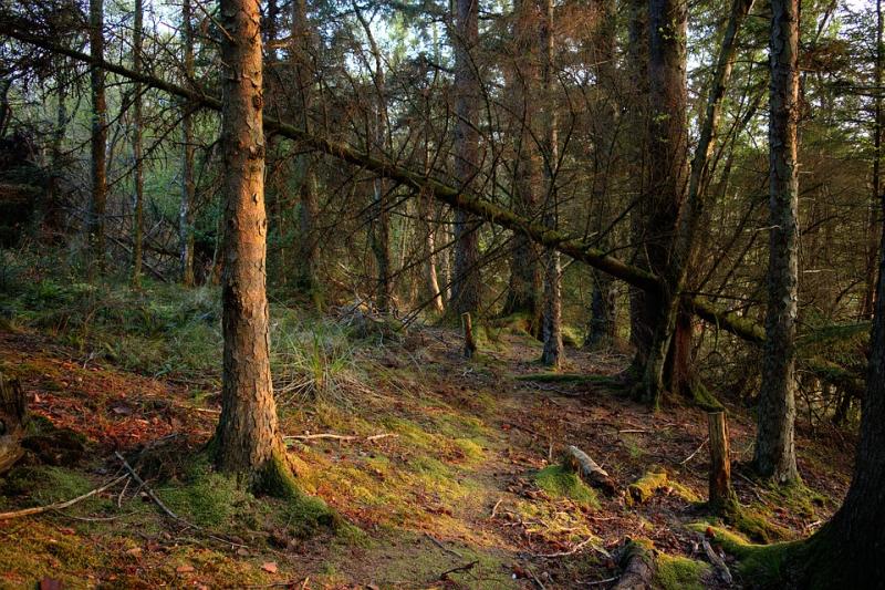 CSO figures show Louth as least afforested county in Ireland last year
