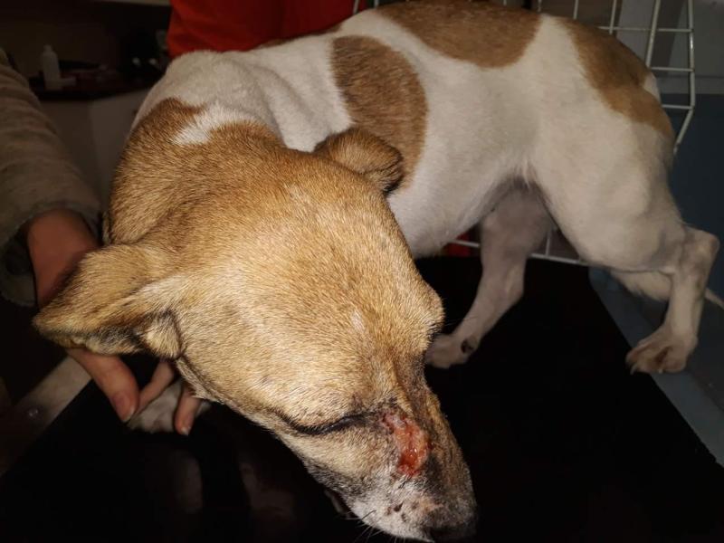 Dog in Louth 'shot with a pellet gun'