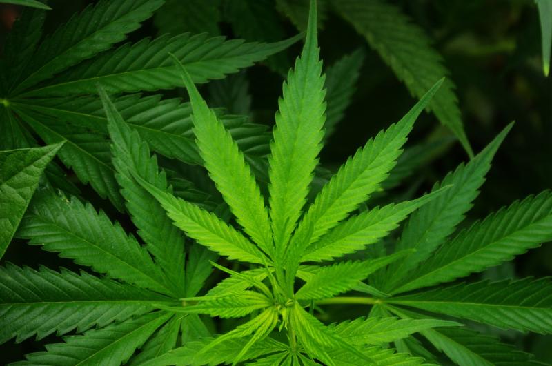 Dundalk meeting sways Sinn Féin's position on legalisation of medicinal cannabis 