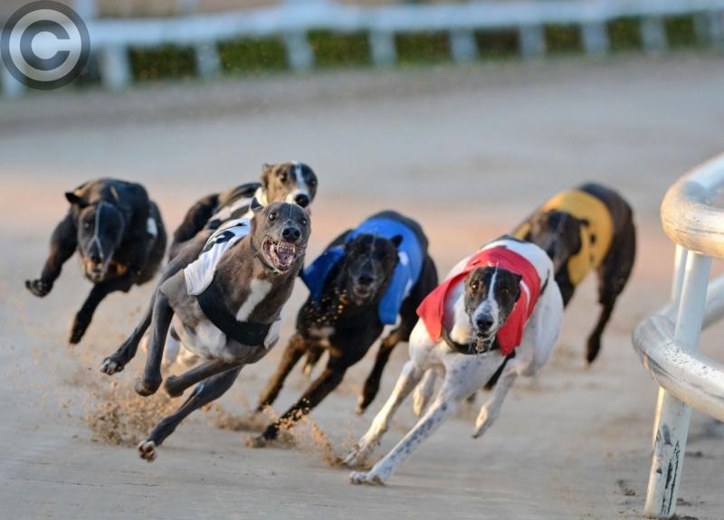 INSIDE TRACK |  Greyhound racing at daybreak. Barking mad or what?