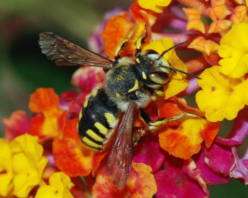 Chemical impact on birds and bees debated by Louth politician