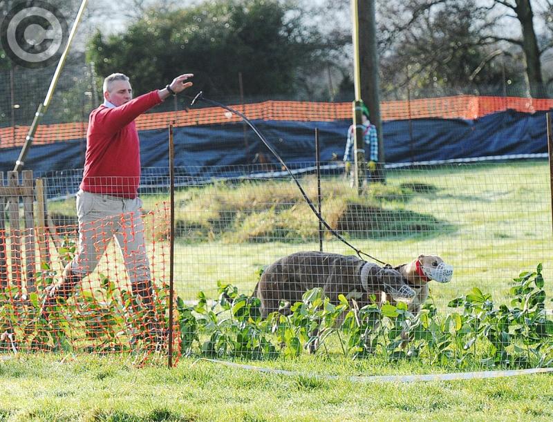 Corn Cuchulainn final produces plenty of excitement as Joe Carroll reflects on the festive Coursing action from Dromiskin