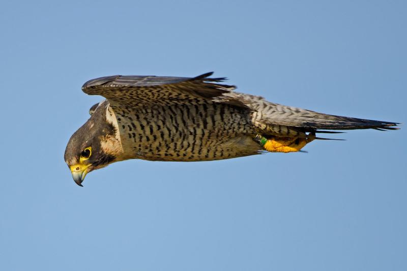 Have you seen this beautiful bird of prey in the skies above Dundalk and Louth?